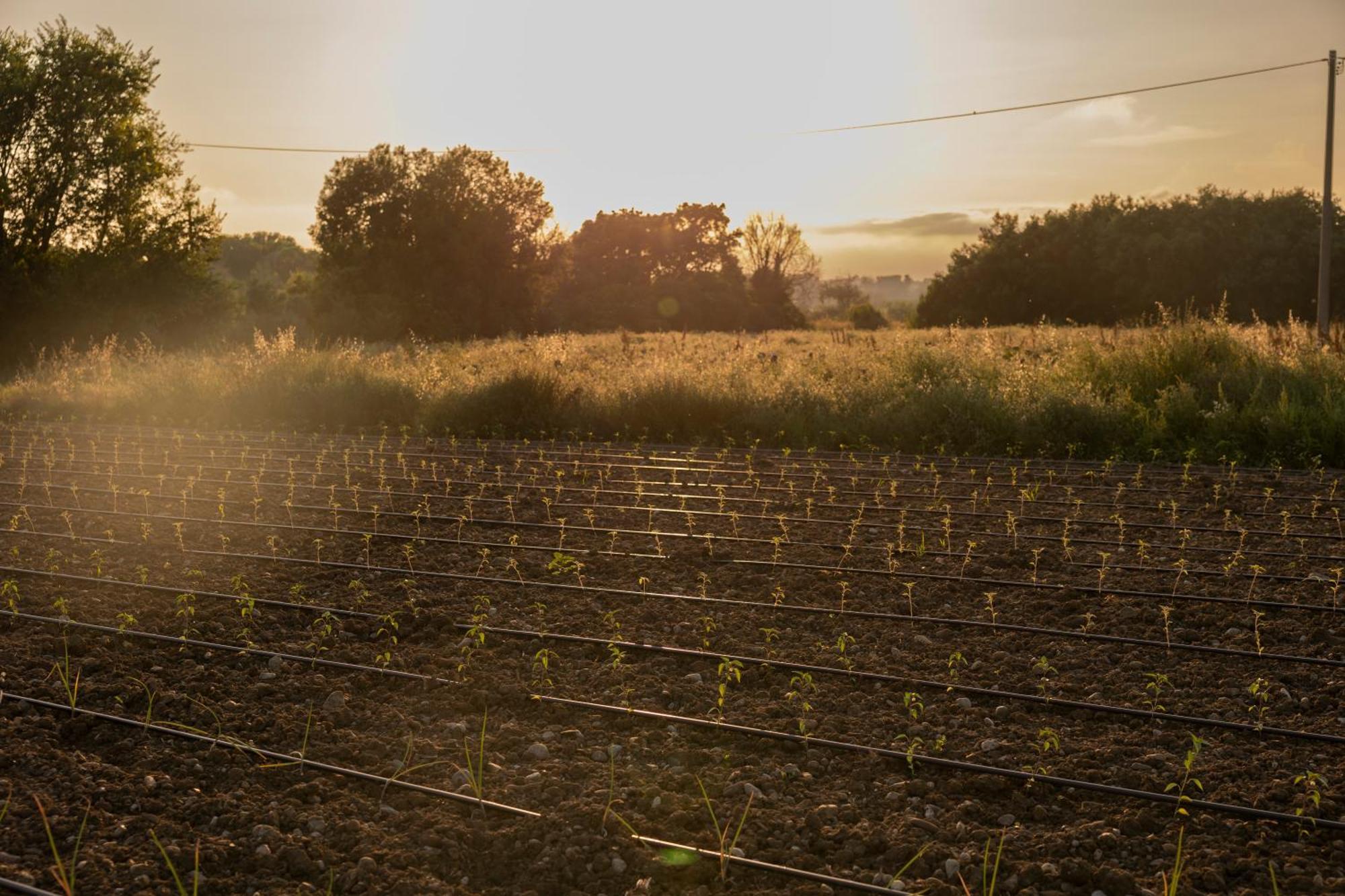Agri Charme Tenuta Picilli Villa Albanella Екстериор снимка